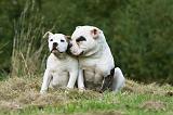 BOULEDOGUE AMERICAIN 273